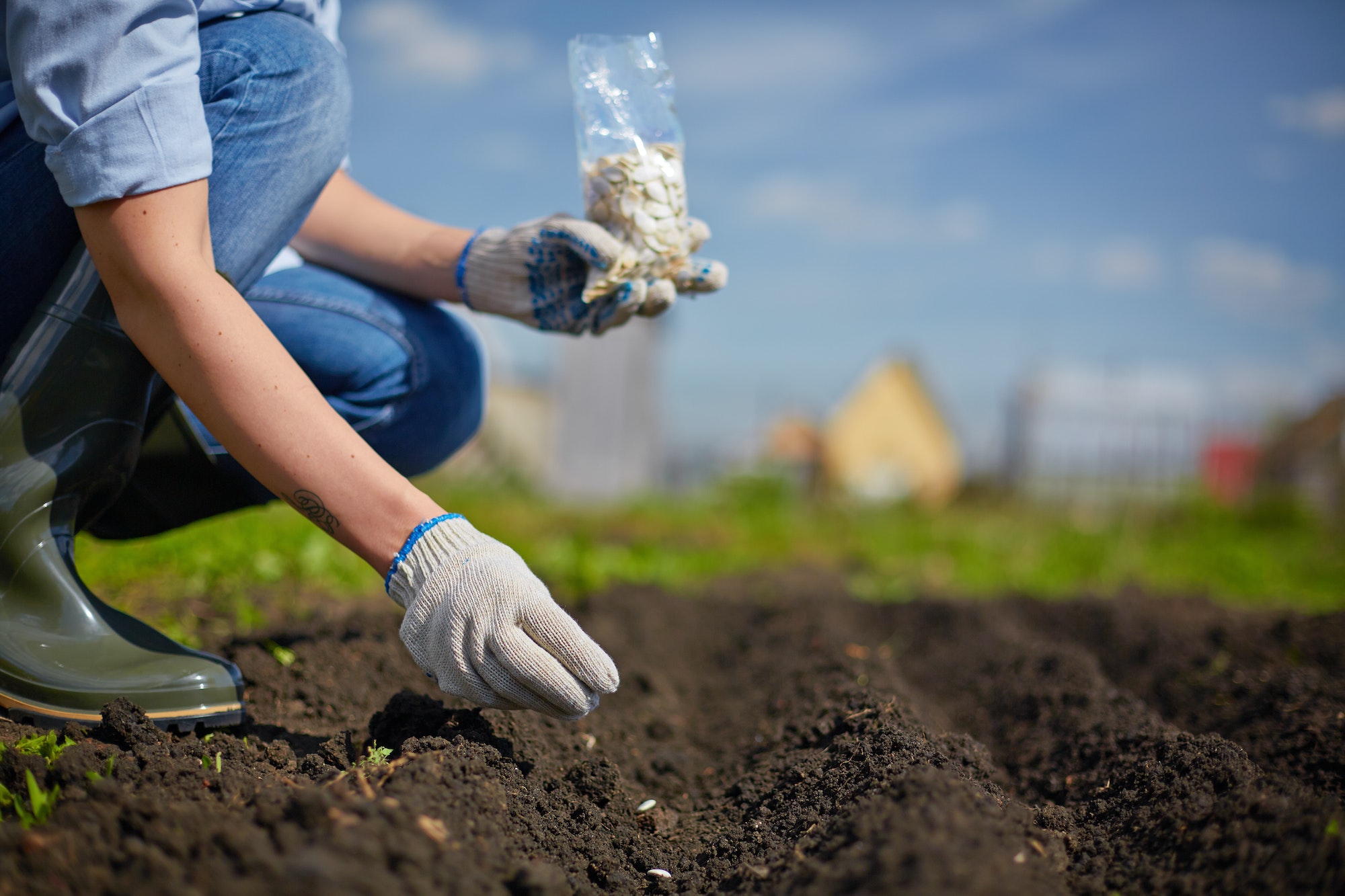 Sowing seed