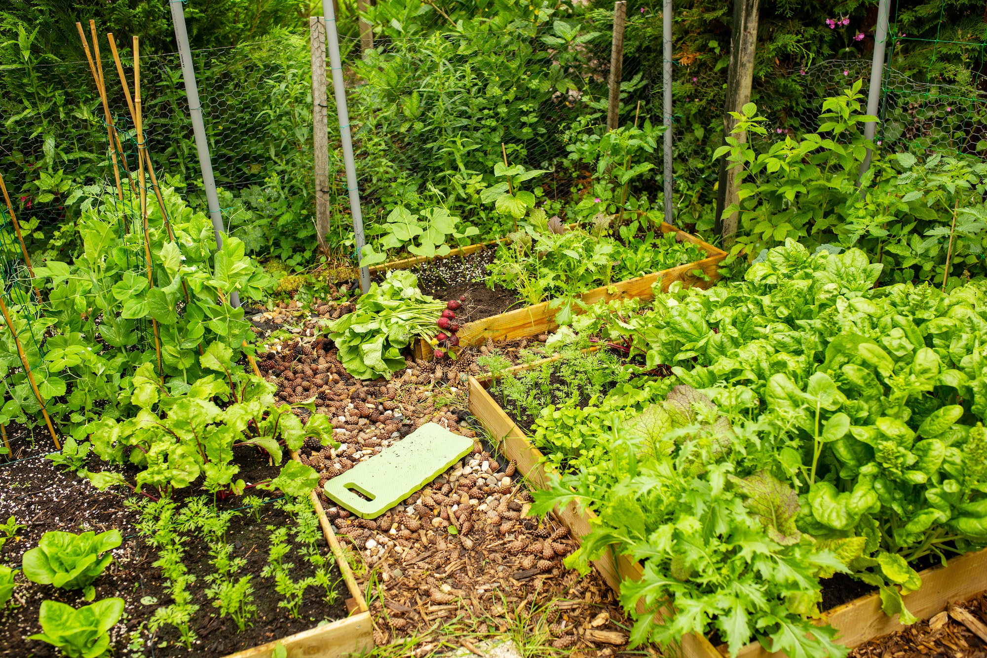 vegetable garden with raised beds