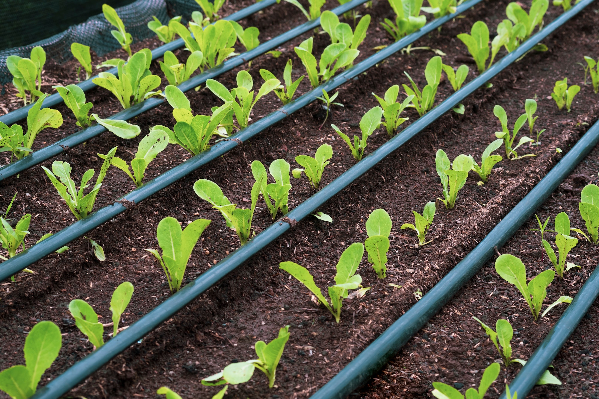 Young cos lettuce vegetable are growing with drip irrigation system in nursery plot